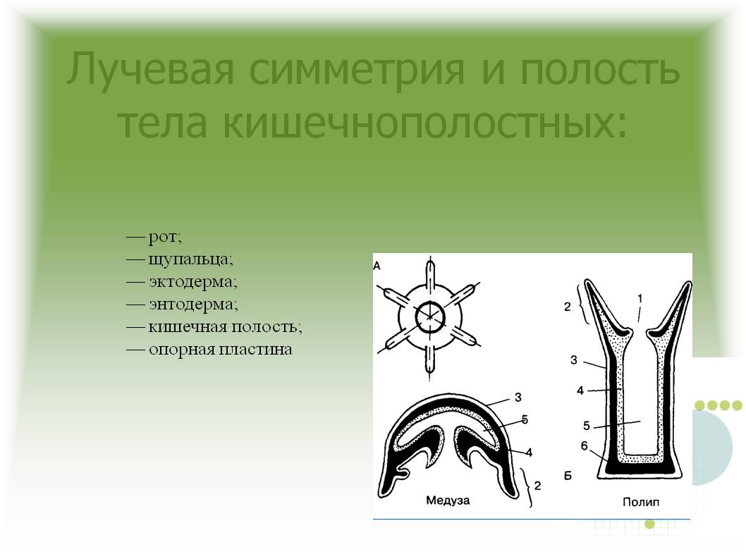 Кракен зеркало ссылка онлайн